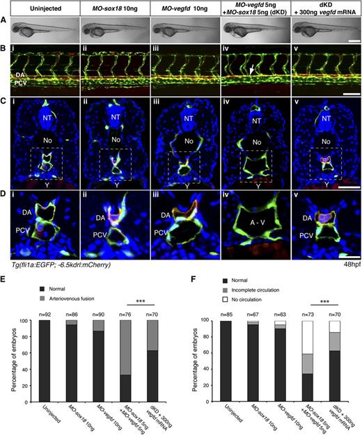 Figure 1. Sox18/Vegfd double loss-of-function causes arteriovenous fusion in zebrafish embryos. (A) Lateral views of gross morphology of zebrafish embryos at 48 hpf. (B-D) At 48 hpf, DA and PCV are formed in uninjected and single morpholino–injected control embryos (MO-sox18 ATG, MO-vegfd ATG) (i-iii). dKD embryos displayed DA and PCV fusion as shown on lateral view (Biv, white arrow) and transverse section (C,Div). Double morphants were rescued by injection of vegfd mRNA (v). Dashed lines in panel C indicate the magnified area in panel D. (E-F) Quantitative data show the number of embryos with arteriovenous and circulation defects upon MO injection. ***P < .001 by 1-way analysis of variance (ANOVA) test. No, notochord; NT, neural tube; Y, yolk. Scale bars represent 200 μm (A), 50 μm (B-C), and 20 μm (D).