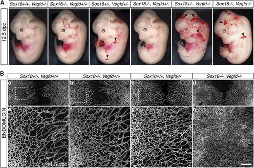 Figure 2. Vascular phenotypes of Sox18/Vegfd double knockout mouse embryos. (A) Severity of the blood vascular phenotype of 12.5 dpc double mutant embryos in allelic series. Blood vascular phenotypes were increased depending on gene dosage loss of function. Blood vascular defects are characterized by generalized subcutaneous hemorrhage (black arrowheads). (B) Increased density of the blood vascular network in double knockout mice. Whole-mount immunofluorescence with the pan-endothelial cell marker ENDOMUCIN on embryonic skin at 14.5 dpc (a-d). At this stage, the blood vasculature in this area has developed and migrated toward the midline of the embryo. (e-h) Sox18/Vegfd double knock out displayed skin with increased vessel density (h) compared with Sox18+/−, Vegfd+/+ control embryos (e) and single knockout embryos (f-g). Dashed lines in panels a-d indicate the magnified area in panels e-h. Scale bar represents 400 μm.