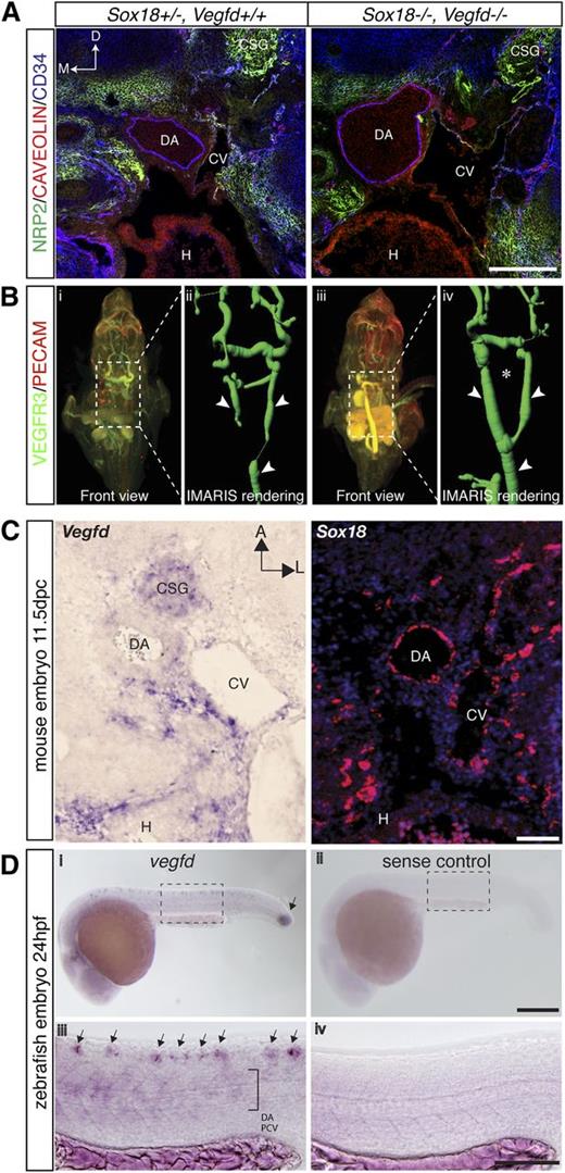 Figure 3. Sox18/Vegfd double knockout mouse embryos display defects of the major vessels. (A) Immunofluorescence staining on transverse section of 11.5 dpc embryo using NEUROPILIN-2 (green), CAVEOLIN (red), and CD34 (blue) revealed the dilation of the DA and CV in the double knockout embryo compared with the control. (B) Frontal view of 11.5 dpc embryos whole mount stained with PECAM (red) and VEGFR3 (green) (i,iii). Rendering of the major vasculature using IMARIS software (i-iv), showing the dilated left, right, and midline DA in the double knockout embryo (iv) compared with control embryos Sox18+/−, Vegfd+/+ (ii, white arrowhead). Asterisk indicates the missing interarterial branching in double knockout embryo. (C) In situ hybridization shows both the expression profile of Sox18 and Vegfd on transverse sections of mouse embryo at 11.5 dpc. Sox18 mRNA was detected in the endothelium of both DA and CV at 11.5 dpc (red). Vegfd mRNA was detected in the vicinity of the DA and CV (purple). (D) In situ hybridization shows the expression profile of vegfd in zebrafish at 24 hpf. (i,iii) vegfd mRNA was detected at the tailbud (i, black arrow), neurons (iii, black arrows), and trunk (iii, bracket). (ii,iv) Sense probe was used as a negative control for the specificity of vegfd signal in in situ. Dashed lines (i,ii) indicate the magnified area in (iii-iv). A, anterior; CSG, cervical sympathetic ganglia; D, dorsal; H, heart; L, lateral; M, medial. Scale bar represents 200 μm (A), 100 μm (C), 200 μm (Dii), and 100 μm (Div).
