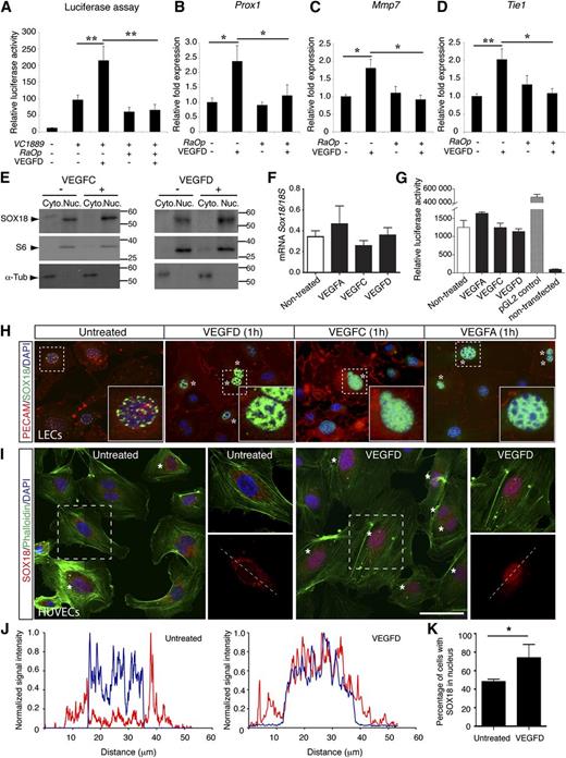 Figure 4. VEGFD modulates SOXF activity in vitro. (A) Luciferase assay to evaluate the effect of VEGFD on the induction of VCAM1, a SOX18 direct gene target. Transfection of lymphatic endothelial cells (LECs) with VC1889 vector in combination with VEGFD treatment leads to induction of luciferase reporter expression, whereas co-transfection of LECs with VC1889 and RaOp (a pSG5 constructs driving the expression of a dominant negative Sox18 mutant) leads to suppression of luciferase activity. (B-D) Expression levels of SOX18 target genes (Prox1, Mmp7, Tie1) (qRT-PCR) in LECs were upregulated by VEGFD treatment (200 ng/mL), and induction was suppressed by transfection with RaOp expression vector. (E) Western blot using nuclear and cytoplasmic extracts from LECs. SOX18 protein levels were elevated in the nucleus after 1 hour of VEGFC or VEGFD stimulation. (F) qRT-PCR and (G) luciferase assay using Sox18 promoter cloned into pGL2B luciferase reporter construct showed that Sox18 transcription was not altered after treatment of LECs with VEGFs. (H) Immunofluorescence staining on LECs for endogenous SOX18 (green), PECAM (red), and DAPI (blue) indicated that VEGFs triggers nuclear condensation of SOX18 (asterisk). Insets show magnifications of area in dashed lines. (I) Immunofluorescence staining on human umbilical vein endothelial cells (HUVECs) for endogenous SOX18 (red), Phalloidin (green), and DAPI (blue). VEGFD treatment triggers nuclear condensation of SOX18 (asterisk). Scale bar represents 50 μm. (J) Intensity scan profile showing intensity values for SOX18 (red) and DAPI (blue), measured across a cell nucleus. The position of the scan line is shown (I, dashed line). (K) Percentage of cells with increased SOX18 in nucleus (approximately 100 cells counted per field of view over at least 3 different fields of view). Cyto., cytoplasm; Nuc., nucleus. The data are shown as the mean ± standard error of the mean of 3 independent experiments. **P < .01, *P < .05 by 1-way ANOVA test.