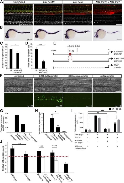 Figure 5. Vegfd modulates SoxF driven gene expression in vivo in zebrafish. (A) Confocal projection of Tg(−6.5kdrl:EGFP; fli1a.ep:DsRedEx), in which the EGFP transgene is driven by a 6.5-kb kdrl promoter fragment. The expression of EGFP but not DsRed was selectively reduced in single morphants and appeared absent in Sox18/Sox7 dKD embryos. (B) In situ hybridization for EGFP transcript confirmed downregulation in Sox18/Sox7 dKD. (C-D) qRT-PCR showed a mild reduction of endogenous kdrl mRNA concentration (C) in dKD embryos, whereas EGFP expression levels were dramatically decreased (D) (relative to cdh5). (E) Map of the 6.5-kb kdrl promoter fragment showing the position of SOX responsive elements (S1, S2) within the −4.3 to −3.5 kb minimal promoter region previously identified as sufficient to drive EGFP expression.53 The 6.3-kb Δsox promoter fragment was generated by excising approximately 200 bp that includes S1 and S2. Δkdrl promoter was generated by removing a 6.3-kb fragment and was used as a negative control to assess EGFP expression. (F) In confocal projection of wild-type zebrafish injected with different kdrl:EGFP constructs, the level of EGFP expression in injected embryos was scored qualitatively (G), and quantified by RT-PCR (H) (relative to cdh5). Loss of the 200-bp fragment containing S1 and S2 led to a complete loss of EGFP expression. (I) Fluorescence polarization assay showing the direct binding of SOX18 protein to the SOX response elements in vitro (S1 black and S2 gray). The 100 times excess nonlabeled wild-type DNA probes were sufficient to displace 100% of the fluorescent-tagged probes, whereas the same excess of mutated probe failed to efficiently compete (ANOVA, post hoc Dunnett's test, multiple comparison with DNA free controls, ± standard deviation, n = 3). (J) Expression level of EGFP in the transgenic line Tg(−6.5kdrl:EGFP) was assessed by qRT-PCR. Knock down of Vegfd alone influenced EGFP transcript (23% reduction). dKD of either Sox18/Vegfd or Sox7/Vegfd shows a further reduction in EGFP expression. The data are shown as the mean ± standard error of the mean of 3 to 6 independent experiments. ****P < .0001, ***P < .001, *P < .05, ns: nonsignificant by 1-way ANOVA test. Red dashed line indicates a proposed phenotypic threshold (see the “Discussion” section). Scale bars represent 100 μm (A), 200 μm (B), and 100 μm (F).