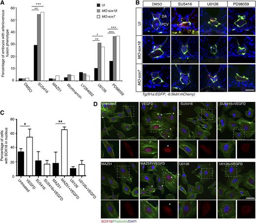 Figure 6. Vegfd modulates SoxF transcription factor activity through the MEK-ERK signaling pathway. (A) Quantitative data showing the percentage of embryos with arteriovenous fusion phenotypes in the presence of inhibitors and MOs. Uninjected (black bars), MO-sox18 (gray bars), or MO-sox7 (white bars) injected embryos were treated with inhibitors, including tyrosine kinase inhibitor (SU5416, 0.55 μM), VEGFR3 inhibitor (MAZ51, 5 μM), PI3K inhibitors (Wortmannin, 250 nM; LY294002, 10 μM), and MEK inhibitors (U0126, 10 μM; PD98059, 15 μM). The arteriovenous fusion phenotype can be observed in combinations of MO-sox18 or MO-sox7 injection with either SU5416 inhibitor or MEK inhibitors (U0126, PD98059), but not in combination with MAZ51 or PI3K inhibitors (Wortmannin, LY294002). (B) Transverse sections of the trunk region confirmed the arteriovenous fusion phenotypes. (C) Percentage of HUVECs with SOX18 nuclear condensation after inhibitor treatments in the presence or absence of VEGFD. (D) Immunofluorescence staining on HUVECs for endogenous SOX18 (red), phalloidin (green) and DAPI (blue). VEGFD-treated cells showed nuclear condensation of SOX18 (asterisk), which was blocked by SU5416 and U0126 inhibitors, but not by MAZ51 inhibitor treatment. ***P < .001, **P < .01, *P < .05 by 1-way ANOVA test. Scale bars represent 20 μm (B) and 50 μm (D).