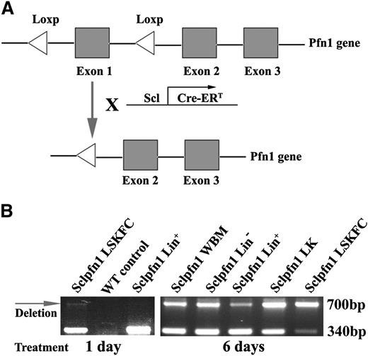 Figure 1. Conditional deletion of pfn1 in HSCs. (A) Schematic of pfn1 floxed allele showing deletion of floxed exon 1 following Cre recombinase activity. Use of Scl-Cre-ERT results in specific deletion of the pfn1 gene in HSCs following tamoxifen treatment. (B) Genotype analyses of LT-HSCs (Lin−Sca-1+Kit+Flk2−CD34−, LSKFC) and Lin+, Lin−, Lin−Kit+ (LK) cells and whole BM (WBM) cells at 1 and 6 days after tamoxifen injections. Deletion of pfn1 is indicated by the arrow (700 bp).
