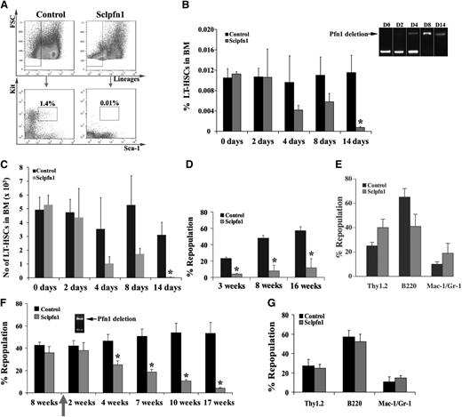 Figure 2. The maintenance of BM HSCs requires pfn1 function. (A) Representative flow cytometry profile of Lin−Sca-1+Kit+ cells from control and Sclpfn1 mice. (B) The frequency of LSKFC in the Sclpfn1 mouse was dramatically decreased compared with the control mouse (1.4% vs 0.01%) at day 14 after tamoxifen treatment. Deletion of pfn1 over time is indicated by the arrow. (B-C) Quantification of HSC (Lin−Sca-1+Kit+Flk2−CD34−) frequency and number in BM of control and Sclpfn1 mice (n = 5-8) at different time points (*P < .05). (D) Competitive reconstitution analysis of control and Sclpfn1 HSCs treated with tamoxifen for 4 days. BM CD45.2 cells (2 × 105 cells) from donor mice along with 2 × 105 freshly isolated CD45.1 competitor cells were transplanted into lethally irradiated CD45.1 recipient mice. The mice (n = 5 per group) were analyzed for engraftment through 16 weeks after transplant (*P < .05). (E) Multilineage contribution of donor cells in the recipients at 14 weeks after transplant (n = 5). (F) Control and Sclpfn1 donor cells (2 × 105 cells) along with 2 × 105 competitor cells were transplanted into lethally irradiated CD45.1 recipient mice. These primary transplanted mice (n = 5) were treated with tamoxifen at 8 weeks after transplant and were then analyzed for the engraftment from 2 to 17 weeks after tamoxifen treatment. (*P < .05). Deletion of pfn1 at 2 weeks after tamoxifen treatment is indicated by the arrow. (G) Multilineage contribution of donor cells in the recipients at 16 weeks after transplant (n = 5).