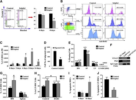 Figure 3. Spontaneous and constitutive mobilization of HSCs in Sclpfn1 mice. (A) Sclpfn1 BM HSCs are less quiescent than control HSCs. (Left) LT-HSCs (as Lin−Sca-1+Kit+Flk2−CD34− cells) from a WT mouse, stained with Hoechst 33342 and pyronin Y, were analyzed for cell cycle stage. (Right) The percentages of G0 cells in control and Sclpfn1 mice (n = 3-4) at days 4 and 8 after tamoxifen treatment are shown (*P < .05). (B) BrdU incorporation indicates a decreased cycling in HSCs isolated from control mice compared with Sclpfn1 mice (n = 3; *P < .05). (C) Relative frequency of LT-HSCs in peripheral blood (PB) was analyzed over time in control and Sclpfn1 mice after tamoxifen treatment (n = 3-7; *P < .05). (D) The migrations of LT-HSCs (as Lin−Sca-1+Kit+Flk2−CD34− cells) isolated from control and Sclpfn1 mice 8 days after tamoxifen treatment were compared in a transwell experiment (n = 3; *P < .05). (E) Control and Sclpfn1 HSCs home equivalently to recipient BM. BM from control or Sclpfn1 mice (n = 5) was labeled with 5- and 6-carboxyfluorescein succinimidyl ester (CFSE), and 1 × 107 cells were transplanted into lethally irradiated recipients. After 16 hours, the total percentage of CFSE+ cells in the BM, spleen, and liver and LT-HSCs (CFSE+Lin−Sca-1+Kit+ Flk2−CD34− cells) in BM were determined by flow cytometry. (F) Lysates of WT mouse BM cells were coimmunoprecipitated with anti-Gα13 antibody or control rabbit IgG, and precipitation was then determined by western blotting using anti-Gα13 and anti-pfn1 antibodies (G-H) Rescue of Sclpfn1 LT-HSCs by EGR1. Control or EGR1 overexpressed Sclpfn1 BM cells were transplanted into CD45.1 recipients with competitors. Mice were treated with tamoxifen after 5 weeks. (G) Percentages of donor-derived CD45.2+ LT-HSCs were determined in BM and spleen (n = 3-4, *P < .05). (H) LT-HSCs were sorted from the BM of control or EGR1 rescued mice, and cell cycle was then measured by Hoechst 33342 and pyronin Y staining (n = 3-4, *P < .05). (I) Control and Sclpfn1 Lin−Sca-1+Kit+Flk2−CD34− cells were analyzed for apoptosis by using Annexin V/7-AAD staining (n = 3-5; *P < .05). (J) LT-HSCs from the BM of control or EGR1 rescued mice were cultured for 8 days, and apoptosis was measured (n = 3-4; *P < .05).