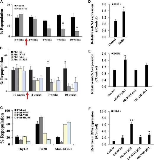 Figure 6. Actin and poly-proline binding is critical to pfn1’s function in HSCs. (A-B) E16 fetal liver Sclpfn1 Lin− cells were infected with retrovirus encoding WT, actin binding–deficient pfn1, or poly-proline-binding–deficient pfn1 and were then transplanted into lethally irradiated CD45.1 recipients. Five to 10 weeks later, the mice were treated with tamoxifen for 2 weeks. Donor engraftment at indicated time after transplant is shown (n = 5). (C) Multilineage contribution of donor cells in recipients at 10 or 15 weeks after transplant (n = 5). (D) Control or EGR1 retrovirally expressed Sclpfn1 BM cells were transplanted into CD45.1 recipients with competitors. Mice were treated with tamoxifen after 5 weeks. Donor-derived CD45.2+ LSK cells were sorted, and expression of Hif-1α was measured (n = 3). (E) Pfn1 or Pfn1 mutants were retrovially expressed in WT LSK cells, and expression of EGR1 was measured (n = 3). (F) Pfn1, Pfn1 mutants, or EGR1 was retrovially expressed in WT LSK cells, and expression of Hif-1α was measured (n = 3). *P < .05, different from control values; **P < .05, different from mutant pfn1 values.
