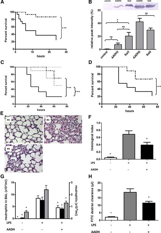 Figure 2. In vivo effects of AADH. (A) Twenty-four–hour survival in mice challenged through intravenous injection of 30 mg/kg ConA following intraperitoneal injection of 570 µg AADH (n = 15, dashed line) or saline (n = 16, solid line). Found differences are significant (P = .0005, with hazard ratio = 8.384 and 95% confidence interval (CI) of ratio 2.371-21.79). (B) Plasma of saline- or AADH-treated mice was collected 3 or 6 hours after ConA challenge and pooled (n = 6). Histone H3 content was characterized by western blotting. For comparison, a pooled mouse plasma sample from mice not challenged with ConA is shown. Relative densities as determined by densitometry using ImageJ are indicated. (C) Seventy-two–hour survival in CLP-challenged C57Bl/6 mice treated by intraperitoneal injection with 570 μg AADH 12 hours before, directly after, and 12 hours after CLP (prophylaxis, n = 10, dashed black line) or only 4 hours after CLP (n = 10, dashed gray line). Saline-treated, CLP-challenged mice are shown as a solid black line (n = 15), whereas survival of sham-treated animals is shown as a dotted gray line (n = 15). Differences between AADH-treated and nontreated groups are significant (for both the prophylactic and treatment regimes, with P = .0031 and P = .0275, respectively, and hazard ratios = 5.471 and 3.345, 95% CI of ratio 1.774-16.87 and 1.143-9.787, respectively. (D-H) Effect of AADH in a mouse model of LPS-induced sepsis. C57Bl/6 mice were treated with LPS 20 mg/kg i.p. and 570 µg AADH after 1 hour of the LPS challenge. (D) Survival in mice receiving LPS and vehicle (solid line) and mice receiving LPS plus AADH (dashed line) (n = 9/group). The difference between groups is significant, with P = .0375 and hazard ratio = 5.4328 and 95% CI of ratio 1.088-17.22. (E-H) Mice were euthanized 8 hours after LPS challenge. (E) Representative histological hematoxylin and eosin-stained sections of lungs from mice receiving saline (e1), LPS + vehicle control (e2), or LPS + AADH (e3). (F) Quantification of histological analysis, n = 4 per bar. (G) Quantification of neutrophils in the bronchoalveolar lavage (BAL) (white bars, left y-axis) of adherent, intravascular (black bars, right y-axis), and interstitial (gray bars, right y-axis) neutrophils. Discrimination between neutrophils in either location was made based on an antibody to Ly6G injected 5 minutes prior to euthanasia (n = 6-8 for each bar). (H) Assessment of lung plasma leakage based on the exudation of the plasma tracer FITC dextran (n = 6-8). Statistical significance was tested using one-way analysis of variance with Dunnett post hoc test. *Indicates significant difference (P < .05) compared with the LPS-challenged group.
