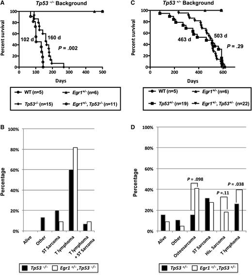 Figure 1. Egr1 haploinsufficiency alters the disease phenotype in Tp53−/− and Tp53+/− mice. (A,C) Kaplan-Meier survival curve of Tp53−/− and Tp53+/− mice crossed with Egr1 WT or Egr1+/− mice. Percent survival (time to euthanasia of moribund animals) is plotted vs time in days. The number of mice in each cohort is shown. Egr1+/−, Tp53−/− mice had a significantly decreased survival compared with Tp53−/− mice (P = .002). The median survival for Egr1+/−, Tp53+/−, and Tp53+/− mice was not significantly different (P = .29). (B,D) Distribution of diseases developing in the mouse cohorts. All Tp53−/− crosses became moribund in <300 days. The study was terminated at ∼600 days for mice crossed on the Tp53+/− background. (B) “Other” includes 2 Tp53−/− mice that were euthanized due to a reactive condition. (D) “Other” includes 1 Tp53+/− mice that was euthanized due to severe dermatitis; 1 Tp53+/− and 1 Egr1+/−, Tp53+/− mouse that developed intestinal complications. “Osteosarcoma” includes 2 Egr1+/−, Tp53+/− mice that developed hind leg paralysis, a common symptom of osteosarcomas. P values are from a Fisher’s exact test, comparing the frequency of disease type between genotypes.
