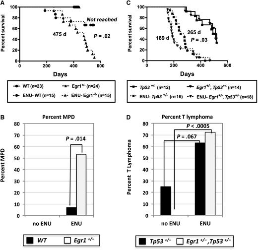 Figure 2. Survival curves of WT, Egr1-deficient, and Tp53-deficient mice after ENU treatment. (A,C) Kaplan-Meier survival curves of untreated and ENU-treated WT; Egr1+/−; Tp53+/−, and Egr1+/−, Tp53+/− mice. Percentage survival (time to euthanasia of moribund animals) is plotted vs time in days. The number of mice in each cohort is shown. Mice were bred on an Apcfl/+ Cre− (Apc-WT) background. ENU-treated Egr1+/− mice had a significantly decreased survival compared with ENU-treated WT mice (P = .02). The survival of ENU-treated Egr1+/−, Tp53+/− mice was significantly decreased as compared with ENU-treated Tp53+/− mice (P = .03). The median survival for the Egr1+/−, Tp53+/− (505 days) and Tp53+/− (510 days) untreated cohorts was not significantly different (P = .92). (B,D) Percentage of mice that developed an MPD with ineffective erythropoiesis or a T lymphoma/T-cell leukemia in non–ENU-treated and ENU-treated mice. P values were derived using Fisher’s exact test.