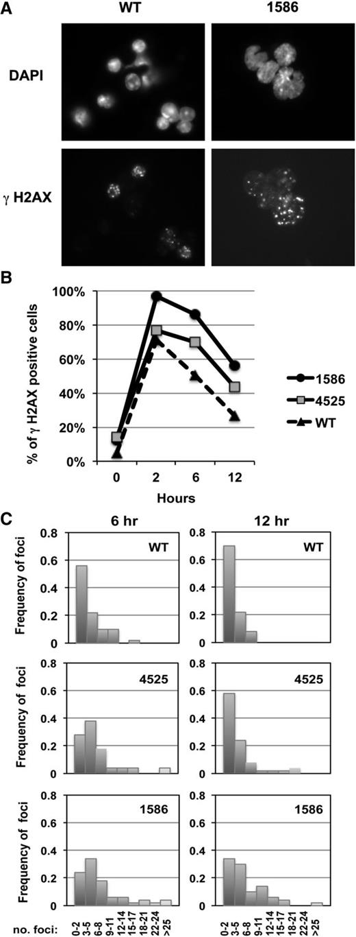 Figure 4. Increased percent of γH2AX-positive cells in AMLs after irradiation. (A) Immunofluorescence microscopy of ionizing radiation-induced foci of γH2AX in irradiated splenocytes (2 Gy) isolated from a WT control and leukemic mouse transplanted with 1586 cells, 6 hours postirradiation. Nuclei were stained with 4,6 diamidino-2-phenylindole. Cells were viewed with a Zeiss Axioplan epifluorescence microscope and images were processed using Adobe Photoshop software. Original magnification, ×787.5. (B) The percentage of positive cells (≥3 γH2AX positive foci) is shown at 0 to 12 hours postirradiation in splenocytes isolated from a WT control or leukemic mice transplanted with 1586 or 4525 cells. A minimum of 100 cells were counted per time point. (C) Distribution of the number of foci per cell at 6 and 12 hours (50 cells were enumerated for each time point). An increased percentage of γH2AX-positive cells, as well as an increased number of foci per cell in AMLs compared with WT controls, is consistent with the hypothesis that DNA DSBs persist in the AMLs and contribute to genomic instability.