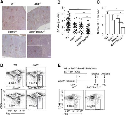Figure 2. Bcl6+/−Bach2+/− mice display a marked reduction of GCs. WT, Bach2+/−, Bcl6+/−, and Bach2+/−Bcl6+/− mice (n = 4/group) were immunized intraperitoneally with SRBC and euthanized after 10 days to evaluate GC formation. (A) Representative peanut agglutinin staining of splenic sections from immunized mice. A small GC in the Bcl6+/−Bach2+/− splenic section is indicated by the red arrow and shown as inset (original magnification ×20). Bars represent 200 μm (B-C). The size (B) and number (C) of GCs in spleen sections of immunized mice with the indicated genotypes. Individual dots represent each GC. (D) Representative flow cytometric plots of GC B cells (FAS+ CD38lo-neg, boxed) gated on live splenic B220+ lymphocytes from immunized mice. (E) μMT chimeras were generated by transferring either 20% WT or Bcl6+/−Bach2+/− with 80% μMT bone marrow cells. Seven weeks later, these chimeras were immunized with SRBCs and were euthanized 10 days later for analysis. Flow cytometry plots are shown depicting the percent of FAS+ CD38low/− GC B cells among viable splenic B220+ cells from the indicated μMT chimeras. Data are shown as mean ± standard error of the mean from 2 independent experiments. *P < .05 and **P < .01; 2-tailed Student t test.