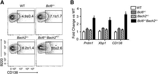 Figure 3. Bcl6+/−Bach2+/− splenic B cells undergo rapid differentiation ex vivo. (A) Flow cytometry was performed on mouse splenic B220+ cells treated with LPS for 48 hours. Numbers in outlined areas indicate percent CD138+ (plasma) cells. (B) qRT-PCR analysis of Prdm1, Xbp1, and CD138 mRNA levels in LPS-treated splenic B cells. Data are presented as mean ± standard error of the mean from 2 independent experiments (A-B). *P < .01 when compared with single heterozygous or WT mice; 2-tailed Student t test.