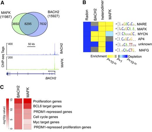 Figure 4. Genome-wide occupation of BACH2 and MAFK in B cells. (A) Union analysis of BACH2 and MAFK peaks. Numbers indicate unique and overlapping peaks. ChIP-seq tracks for BACH2 and MAFK ChIP-seq are shown for the BACH2 gene. (B) The heat map represents the relative enrichment of transcription factor motifs overpresented in BACH2, MAFK, and BACH2/MAFK heterodimer peaks relative to random genomic regions. (C) A heat map is shown representing the relative enrichment of gene signatures among BACH2-MAFK target genes. The statistical significance is shown in the color key. P values were calculated by Fisher’s exact test with Benjamini-Hochberg correction.