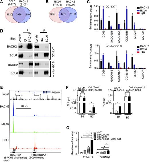 Figure 5. BACH2 co binds with BCL6 to sets of genes involved in GC B-cell development including PRDM1. (A-B) Venn diagram representations illustrate the number of overlapping and unique target genes (A) and binding sites (B) of BACH2 and BCL6 identified by ChIP-seq in OCI-Ly7 cells. (C) QChIP was performed to determine enrichment of BCL6, BACH2, and MAFK at the indicated gene loci in OCI-LY7 (top panel) and primary human GC B cells (bottom panel). (D) Reciprocal coimmunoprecipitations were performed to detect the interaction of endogenous BCL6 and BACH2 in OCI-LY7 and primary human GC B cells. (E) The illustration depicts ChIP-seq tracks of BACH2, MAFK, and BCL6 at the PRDM1 locus. The transcription start sites of PRDM1α and PRDM1β are indicated by the arrows. Consensus DNA binding elements located at the major binding sites (B1 and B2) are shown at the bottom. (F) QChIP was performed to detect enrichment of BACH2 at B1 and B2 sites in Toledo DLBCL cell infected with a control virus (Ctrl) or virus expressing BCL6 (left panel), and reciprocally to detect BCL6 binding in Karpas422 DLBCL cells infected with a control (Ctrl) or virus expressing BACH2 (right panel). (G) qRT-PCR analysis was performed to assess the mRNA abundance of PRDM1α and PRDM1β in OCI-LY1 cells transfected with either scrambled non-specific short interfering RNA (siNT), BACH2 small interfering RNA (siRNA) (siBACH2#1), BCL6 siRNA (siBCL6#1), or siBACH2, together with siBCL6 after 72 hours. Data are presented as fold change of relative PRDM1 mRNA levels normalized to HPRT. Data are representative of 3 independent experiments (C,F,G). *P < .05; ns, not significant; 2-tailed Student t test.