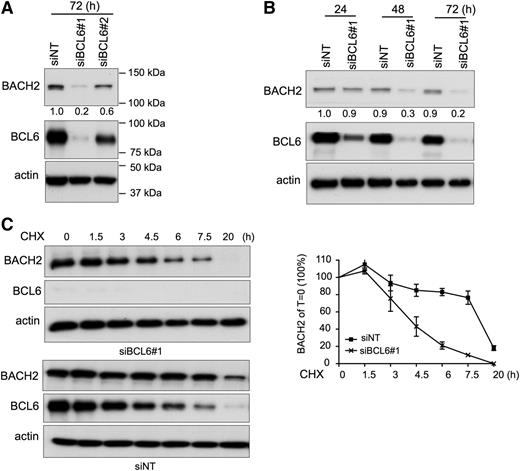 Figure 6. BCL6 stabilizes BACH2 protein. (A) Immunoblot analysis of BACH2 and BCL6 protein levels in OCI-LY1 cells treated with siNT or siBCL6 (#1 and #2) for 72 hours. (B) Immunoblot analysis of BACH2 and BCL6 protein levels in OCI-LY1 cells treated with siNT or siBCL6#1 at 3 different time points. (A-B) The relative amount of BACH2 to actin was quantified by densitometry (indicated by numbers below the BACH2 immunoblot). (C) OCI-LY1 cells were treated with siNT or siBACL6#1 for 24 hours, followed by incubation with 5 μM cycloheximide (CHX) for indicated time periods. Immunoblot analysis was performed to determine BCL6 and BACH2 protein levels. The relative amount of BACH2 to actin was quantified by densitometry (Y-axis) and plotted with respect to time (X-axis). The BACH2 to actin level in CHX-untreated cells is calculated as 100%.