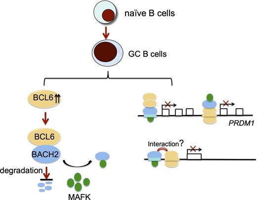 Figure 7. The molecular mechanisms of functional cooperation between BCL6 and BACH2. BCL6 maintains BACH2 protein stability (left). BCL6 and BACH2 recruit each other to their own DNA binding sites (PRDM1) through their physical interactions, or they bind to 2 different, but proximal DNA elements, and their binding is potentially promoted by their interactions (right).
