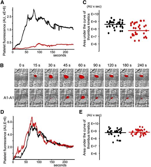 Figure 4. Inhibition of thrombus size in male (NZW × BXSB)F1 mice by A1-A1. In vivo imaging of platelet accumulation at the site of injury in male (NZW × BXSB)F1 mice after laser-induced thrombosis in cremaster muscle arterioles in the absence of A1-A1 and after the infusion of A1-A1 at a dose of 4 μg/g mouse. Data were acquired in 13- to 14-week-old mice (A-C) and in 6-week-old mice (D-E). (A) Platelet accumulation during thrombus formation represented by the median-integrated platelet fluorescence studied in 5 mice in the absence of A1-A1 (black curve, 33 thrombi) and in the presence of A1-A1 (red curve, 32 thrombi). Area under the curve of platelet fluorescence over time is a measure of the thrombus size. In the presence of A1-A1, thrombus size is decreased to <15% of the thrombus size in the absence of A1-A1. (B) Snapshots of platelet accumulation at the site of injury over time. Comparison of 2 representative thrombi generated in the same mouse in the absence (top row) and in the presence (bottom row) of A1-A1. (C) Area under the curve of individual thrombi collected in the absence (black circles) and in the presence of A1-A1 (red circles). Inhibition of thrombus size in the presence of A1-A1 is statistically significant (P = .001). (D) Median-integrated platelet fluorescence studied in 5 mice in the absence (black curve, 32 thrombi) and in the presence (red curve, 30 thrombi) of A1-A1. (E) Area under the curve of individual thrombi collected in the absence (black circles) and in the presence of A1-A1 (red circles). The difference between 2 data sets is not statistically significant. Lines on panels C and E correspond to areas under the curves of the median-integrated fluorescence calculated for all thrombi in a data set.