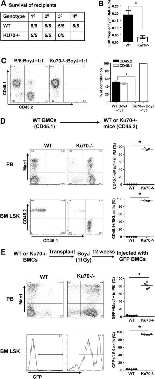 Figure 2. Functional assessment of HSCs from Ku70−/− mice. (A) Noncompetitive serial transplants were initiated by transplanting 2 × 106 whole BM pooled from 3-month-old WT (n = 3) or Ku70−/− (n = 2) donor mice (CD45.2) into irradiated recipients (CD45.1, n = 5 per group). Secondary and tertiary transplants were performed after 16 to 24 weeks of engraftment by pooling BM from 3 to 4 reconstituted recipients to transplant 2 × 106 whole BM into new groups of irradiated CD45.1 recipients. Survival of recipient mice was monitored. Shown is a representative result of 2 independent experiments. (B) Prior to transplant into tertiary recipients, BM from 5 secondary recipients of both genotypes was assayed by FACS for the frequency of LSK. Error bars indicated SD of the mean, and significance was determined by a 2-tailed Student t test. *P < .01. (C) BM from 3-month-old WT and Ku70−/− mice (CD45.2) was harvested and mixed with WT BM (CD45.1) at a 1:1 ratio and transplanted into lethally irradiated WT mice (CD45.1, n = 5 per group). Then 16 weeks after transplantation, donor chimerism in the PB was analyzed and quantitated. Similar results were obtained in 3 independent experiments. Error bars indicate the SD, and significance was determined by a 2-tailed Student t test. *P < .005. (D) Three-month-old recipient mice (CD45.2) were transplanted with WT (CD45.1) BM cells without any ablative conditioning. Donor-derived Mac1+ cells in the PB were analyzed 16 weeks after transplantation from 2 separate injections (WT, n = 5; Ku70−/−, n = 3). Then 16 to 24 weeks after transplantation, BM cells were isolated from recipient mice and chimerism of LSK population in each recipient mouse was analyzed. (E) A total of 5 × 106 BM cells from WT, Ku70−/− (CD45.2) donors were transplanted into lethally irradiated WT (CD45.1, n = 5 per group) recipients. Then 12 weeks later, the transplanted BM chimeras were challenged with 5 × 106 GFP-transgenic BM cells. The percentage of donor-derived GFP+ Mac1+ cells in each mouse was determined by FACS 16 weeks later. Then 16 to 24 weeks after transplantation, chimerism of LSK population in the recipient BM was analyzed. Shown is representative result of 2 independent experiments. For Student t tests relative to WT, *P < .001. BMC, bone marrow cells.