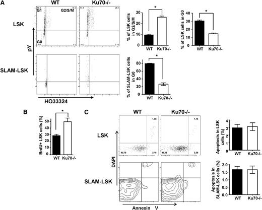 Figure 3. Proliferation and apoptosis of Ku70−/− HSCs/progenitors. (A) BM cells were isolated from 3-month-old Ku70−/− and WT mice and subjected to FACS analysis after treatment with Hoechst 33342 and Pyronin Y and staining with surface markers. Three separate experiments were performed with 3 to 5 mice per genotype compared. LSK and SLAM-LSK cells were analyzed by Ho33342 contents and pyronin Y intensity, and the proportion of cells in G2/S/M or G0/G1 phase was quantitated. Error bars indicate the SD, and significance was determined by a 2-tailed Student t test. *P < .05. (B) BrdU incorporation. WT (n = 5) and Ku70−/− (n = 3) mice were injected and fed with BrdU for 30 hours. BM cells were isolated and BrdU+ proportion within LSK fraction was analyzed. (C) BM cells from Ku70−/− and WT mice were isolated and subjected to FACS analysis after staining with surface markers along with annexin V and DAPI. The proportion of annexin V–positive (DAPI-negative) cells within the LSK and SLAM-LSK fraction is quantitated. Error bars indicate SD, and significance was determined by a 2-tailed Student t test.