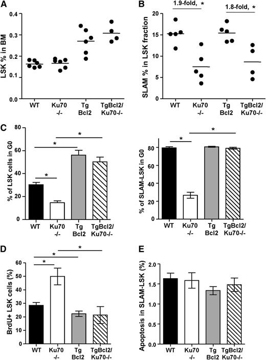 Figure 4. Overexpression of Bcl2 partially increased HSC/progenitor pools and restored HSC quiescence in Ku70−/− mice. (A) BM cells from age-matched WT (n = 6), Ku70−/− (n = 6), TgBcl2 (n = 5), and TgBcl2/Ku70−/− (n = 4) mice were assayed by multiparameter FACS for proportion of HSC/progenitor populations. Frequency of LSK cells was analyzed. (B) Within the LSK fraction, frequency of SLAM-LSK cells was quantitated. (C) BM cells were isolated from age-matched mice with different genotypes and staining with surface markers after treatment with Hoechst 33342 and pyronin Y. LSK and SLAM-LSK cells were analyzed by HO33342 contents and pyronin Y intensity, and proportion of cells in G0 phase was quantitated. Three separate experiments were performed with 3 to 5 mice per genotype compared. (D) BrdU incorporation. WT (n = 5), Ku70−/− (n = 3), TgBcl2 (n = 5), and TgBcl2/Ku70−/− (n = 3) mice were injected and fed with BrdU for 30 hours. BM cells were isolated and BrdU+ proportion within LSK fraction was analyzed. Error bars indicate the SD, and significance was determined by a 2-tailed Student t test. *P < .05. (E) BM cells from WT, Ku70−/−, TgBcl2, and TgBcl2/Ku70−/− mice were isolated and subjected to FACS analysis after staining with surface markers along with annexin V and DAPI. The proportion of annexin V–positive (DAPI-negative) cells within the SLAM-LSK fraction is quantitated.