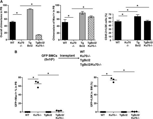 Figure 5. Overexpression of Bcl2 rescued HSC defects of Ku70−/− mice. (A) Competitive repopulation assay. BM from 3-month-old WT, Ku70−/− and TgBcl2, TgBcl2/Ku70−/− mice (CD45.2) was isolated and mixed with WT BM (CD45.1) at a 1:1 ratio and transplanted into lethally irradiated WT mice (CD45.1, n = 5 per group). Then 16 weeks posttransplantation, donor chimerisms in the PB and BM LSK cells were analyzed. Similar results were obtained in 2 independent experiments. (B) BM from TgGFP mice was transplanted into 3-month-old mice with different genotypes without any preconditioning. Then 16 weeks posttransplantation, donor chimerisms (GFP+) in the PB and BM LSK cells were quantitated. The number of recipients were WT (n = 5), Ku70−/− (n = 3), TgBcl2 (n = 5), and TgBcl2/Ku70−/− (n = 3). Error bars indicate the SD, and significance was determined by a 2-tailed Student t test. *P < .005.