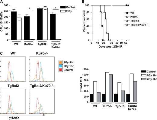 Figure 7. Overexpression of Bcl2 did not restore DNA repair capacity in Ku70−/− HSCs. (A) Three-month-old WT, Ku70−/−, TgBcl2, and TgBcl2/Ku70−/− mice were irradiated with 2 Gy. BM cells were isolated and plated in methylcellulose in the presence of interleukin-3, interleukin-6, and stem cell factor. Colony-forming units were counted 14 days later. Shown is the representative result of 2 independent experiments. Error bars indicate SD, and significance was determined by a 2-tailed Student t test. *P < .001. (B) BM cells from 3-month-old WT, Ku70−/−, TgBcl2 and TgBcl2/Ku70−/− mice were transplanted into lethally irradiated BoyJ recipients. Then 12 weeks posttransplantation, the recipients were irradiated with 2 Gy radiation and survival of the recipients was monitored (n = 5 per group). (C) Three-month-old WT, Ku70−/−, TgBcl2, and TgBcl2/Ku70−/− mice were irradiated with 2 Gy and at each time point BM cells were isolated and analyzed by FACS to assess the levels of γH2AX in the SLAM-LSK fraction. Shown is the representative result of 2 independent experiments. CFU, colony-forming units; IR, irradiation.
