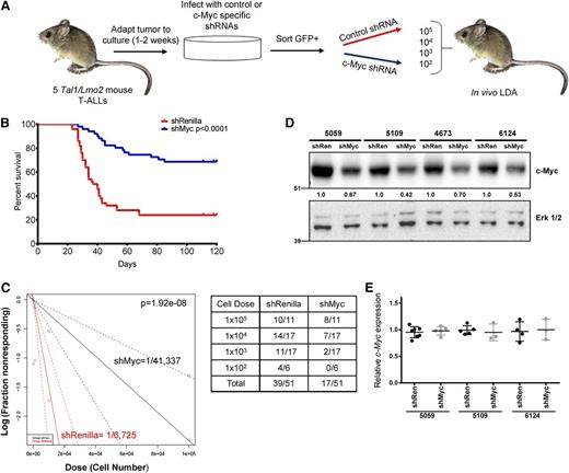 Figure 1. Silencing of c-Myc prolongs survival and reduces LIC frequency in mice transplanted with murine T-ALL cells. (A) Experimental design. Five independent murine Tal1/Lmo2 T-ALL cells were infected with retroviruses encoding an shRNA to c-Myc or Renilla luciferase. Cells were sorted for GFP expression, serially diluted, and transplanted into syngeneic recipients via intraperitoneal injection. Transplanted mice were monitored for evidence of disease. (B) The survival curve for each group of mice was estimated using the Kaplan-Meier method and the difference in overall survival between the 2 groups assessed by the log-rank test (P < .0001). (C) c-Myc silencing reduces LIC frequency in mice transplanted with murine T-ALL cells. A log-log plot and LIC frequency was calculated using ELDA software for ShRenilla (red, 1/7308) and shMyc (black, 1/41 337). A portion of secondary recipients develop leukemia when transplanted with limiting dilutions of shRenilla- and shMyc-infected leukemic cells. (D) Reduced c-Myc protein levels in shMyc-transduced leukemic cells at time of transplant. Protein was isolated from GFP-positive leukemic cells prior to transplant and lysates probed with a c-Myc and Erk1/2 antibodies. (E) Transplanted mice that develop disease do not exhibit reduced Myc expression. RNA was isolated from leukemic cells transduced with the shRen or shMyc retroviruses and c-Myc mRNA levels determined by quantitative real-time PCR. Copy number was normalized to β-actin using the ΔΔCT method. Each point represents c-Myc mRNA levels of leukemic cells isolated from a single mouse.