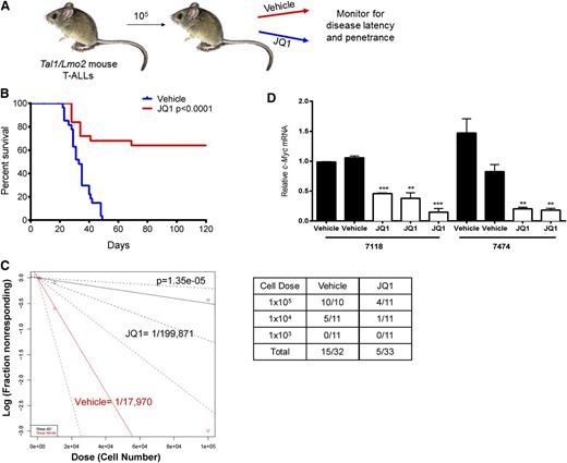 Figure 4. JQ1 treatment in vivo reduces c-Myc expression and significantly prolongs survival. (A) Experimental design. Tal1/Lmo2 mouse T-ALLs were transplanted (cell dose 105) into syngeneic recipients and vehicle or JQ1 was administered at 50 mg/kg daily starting at the time of transplant and continuing for 3 consecutive weeks. Mice were monitored for disease and euthanized when they became moribund. (B) Survival was estimated using the Kaplan-Meier method and the difference in overall survival between the 2 groups assessed by the log-rank test. (C) c-Myc inhibition targets the LIC in Tal1/Lmo2 T-ALLs. Leukemic cells were diluted and transplanted into syngeneic mice. JQ1 was administered at 50 mg/kg daily starting at the time of transplant and continuing for 3 consecutive weeks. A log-log plot and LIC frequency was calculated using ELDA software for vehicle, (red, 1/17 970) and JQ1 (black, 1/199 871). A fraction of secondary recipients develop leukemia when transplanted with limiting dilutions of leukemic cells and treated with either vehicle or JQ1. (D) Leukemic mice remain responsive to JQ1 treatment. When disease was evident, a single dose of JQ1 was readministered and RNA isolated from mouse leukemic tissues. c-Myc expression was analyzed by quantitative real-time PCR. Copy number was normalized to β-actin using the ΔΔCT method. Each bar represents a single mouse and error bars represent SEM. **P < .01, ***P < .001, ****P < .0001.