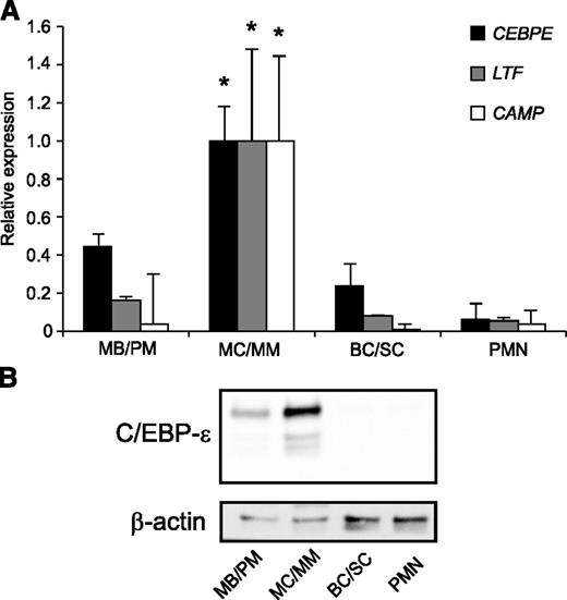 Figure 1. Expression of miR-130a and C/EBP-ε during human granulopoiesis. (A) mRNA expression of CEBPE, LTF, and CAMP (hCAP18) in human MB/PM, MC/MM, BC/SC, and PMN cells measured by real-time PCR. The highest value between the 4 populations was assigned the value 1, and the relative expressions of the other samples were recalculated accordingly. Asterisks indicate significant differences between the peak expression and the other populations during granulopoiesis (*P < .05). (B) C/EBP-ε and β-actin protein expression in the 4 populations examined by western blot. Error bars indicate SD between donors.
