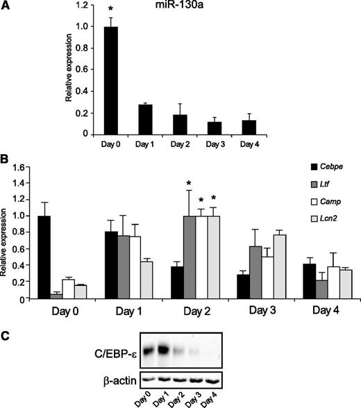 Figure 2. The miR-130a and C/EBP-ε expression in ATRA-induced MPRO cells. (A) Expression of miR-130a in differentiated MPRO cells. (B) The expression pattern for Cebpe, Ltf, Camp, and Lcn2 mRNAs in differentiated MPRO cells. The highest value of expression of each mRNA during the 5 days of differentiation was assigned the value 1, and the relative expressions between the other populations were recalculated accordingly. Asterisks indicate significant differences between the peak expression and the other days of differentiation (*P < .05). (C) Immunoblot showing expression of C/EBP-ε protein and β-actin expression in differentiated MPRO cells. Error bars represent standard deviation (SD) of triplicate measurements.