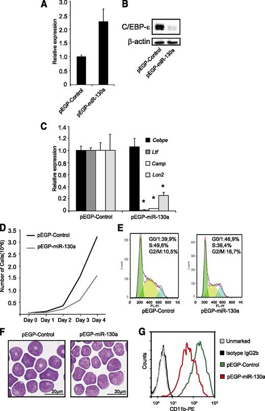 Figure 4. The miR-130a affects cell growth and expression of mRNAs encoding specific granule protein. MPRO cells were stably transfected with the vectors pEGP-miR-130a and pEGP-miR-Null. (A) Relative miR-130a expression in the stably transfected clones. (B) Western blot analysis shows C/EBP-ε protein expression in the same cells as in (A). (C) Relative expression level of Cebpe, Ltf, Camp, and Lcn2 mRNAs in the 2 clones. Error bars indicate SD between 3 individual measurements. Asterisks indicate significant differences in expression between the 2 clones (*P < .05). (D) Cell growth of the clones over a 4-day period. (E) Cell cycle profile of the 2 clones. (F) Cytospins showing the clones stained with May-Grünwald Giemsa; scale bars = 20 μm. Cytospins were photographed using an Olympus BX51 microscope (100×/1.35 PlanApo oil objective) with an Olympus DP70 camera and the analySIS B5.0 software package (Olympus). (G) FACS analysis of the surface marker CD11b.