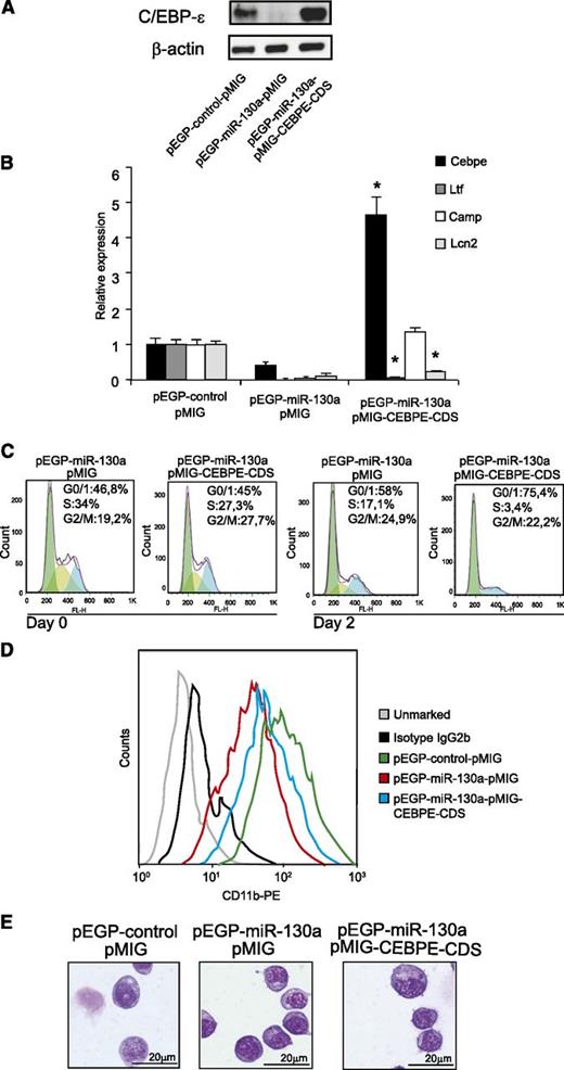 Figure 5. Expressing a C/EBP-ε mRNA unaffected by miR-130a partially restores the phenotype of the pEGP-miR-130a clone. (A) Western blot analysis showing C/EBP-ε protein expression in the pEGP-control clone after transduction with pMIG and the pEGP-miR-130a clone after transduction with either pMIG or pMIG-CEBPE-CDS. (B) Relative expression levels of Cebpe, Ltf, Camp, and Lcn2 mRNAs in the same cells as in (A) measured by real-time PCR. Error bars indicate SD between 3 measurements. (C) Cell cycle profile in the pEGP-miR-130a clone after transduction with either pMIG or pMIG-CEBPE-CDS at 0 and 48 hours posttransduction. (D) Flow analysis of surface marker CD11b. (E) Cytospins showing the pEGP-control-pMIG and the pEGP-miR-130a after transduction with either pMIG or pMIG-CEBPE-CDS stained with May-Grünwald Giemsa; scale bars = 20 μm. Photographed as in Figure 4.