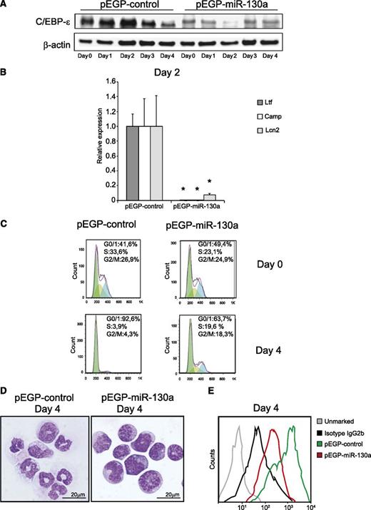 Figure 6. MPRO cells overexpressing miR-130a resists ATRA-induced differentiation. (A) Immunoblot of C/EBP-ε in pEGP-control and pEGP-miR-130a during stimulation with ATRA over a 5-day period. (B) The relative expression level of Ltf, Camp, and Lcn2 mRNAs at day 2 of differentiation in the clones measured by real-time PCR. Error bars indicate SD. (C) Cell cycle profile of the 2 clones at day 0 and day 4 of ATRA stimulation. (D) Cytospins showing the clones on day 4 after ATRA stimulation stained with May-Grünwald Giemsa; scale bars = 20 μm. Photographed as in Figure 4. (E) Flow analysis of surface marker CD11b. Asterisks indicate significant differences in expression between the 2 cell populations (*P < .05).