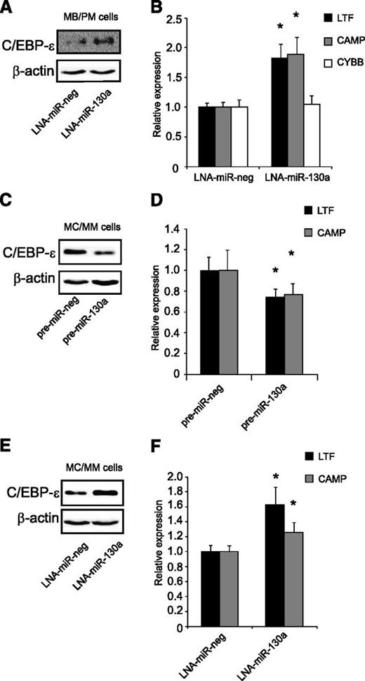 Figure 7. Regulation of C/EBP-ε by miR-130a in human granulocytic precursors. (A-B) Transient transfection of MB/PM cells with LNA-miR-130a/LNA-miR-neg. The cells were harvested 4 hours after transfection. (A) Western blot analysis shows C/EBP-ε and β-actin expression in LNA-miR-neg and LNA-miR-130a transfected MB/PM cells. (B) Real-time-PCR measurements of LTF, CAMP, and CYBB. Error bars indicate SD. (C-D) MC/MM cells transiently transfected with pre-miR-130a/pre-miR-neg. The cells were harvested after 24 hours. (C) Western blot analysis examination on C/EBP-ε and β-actin. (D) Real-time-PCR measurements on LTF and CAMP. Error bars indicate SD. (E-F) MC/MM cells transiently transfected with LNA-miR-130a/LNA-miR-neg. Cell harvest after 24 hours after transfection. (E) Western blot analysis examination on C/EBP-ε and β-actin. (F) Real-time-PCR measurements on LTF and CAMP. Error bars indicate SD. The expressions from the transfections with the negative controls (pre-miR-neg and LNA-miR-neg) were assigned the value 1 and the relative expression measured from the transfected with pre-miR-130a or LNA-miR-130a was recalculated accordingly. Asterisks indicate significant differences in expression between transfections (*P < .05).