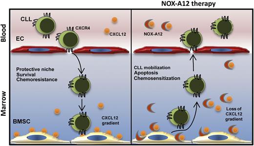 Schematic overview of NOX-A12 mechanism of action in CLL. NOX-A12 detaches CXCL12 from the surface of bone marrow stromal cells (BMSCs), thereby neutralizing the chemokine. As a consequence, NOX-A12 mobilizes CLL cells from their protective microenvironment, inducing apoptosis and chemosensitization on leukemic cells. EC, endothelial cell.