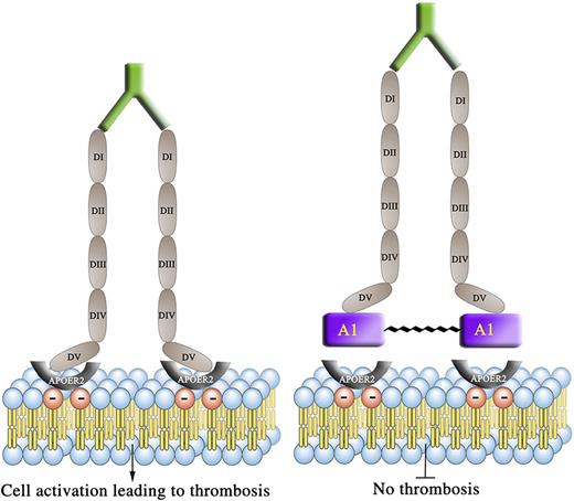 Dimerization of β2GPI by anti-β2GPI autoantibodies from humans and mice that spontaneously develop APS potentiate thrombus formation in vivo which is attenuated by the A1-A1 inhibitor. A1-A1, inhibitor of dimeric β2GPI immune complexes; DI-DV, domain 1-5 of β2GPI. (Symbols) Green prong, anti-β2GPI autoantibodies; red circle with minus, negative-charged phospholipid; gray half circle (U shape), ApoER2.