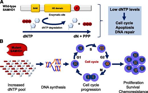 Wild-type SAMHD1 functions and predicted functional consequence of SAMHD1 mutations in CLL. (A) Structure and cellular functions of wild-type SAMHD1. Representative schematic of the important domains of SAMHD1. The enzymatic activity of SAMHD1 is promoted by the HD domain. SAMHD1 degrades dNTPs into deoxynucleosides (dN) and inorganic triphosphates (PPP). Low levels of dNTPs decrease DNA synthesis, slow down cell cycle progression, promote apoptosis, and favor DNA repair. SAM, sterile α motif; P, putative phosphorylation site. (B) Predicted functional consequence of SAMHD1 mutations in CLL. SAMHD1 loss of function is predicted to result in increased dNTP cellular levels, DNA synthesis, cell cycle progression, and ultimately, proliferation, survival, and chemoresistance.