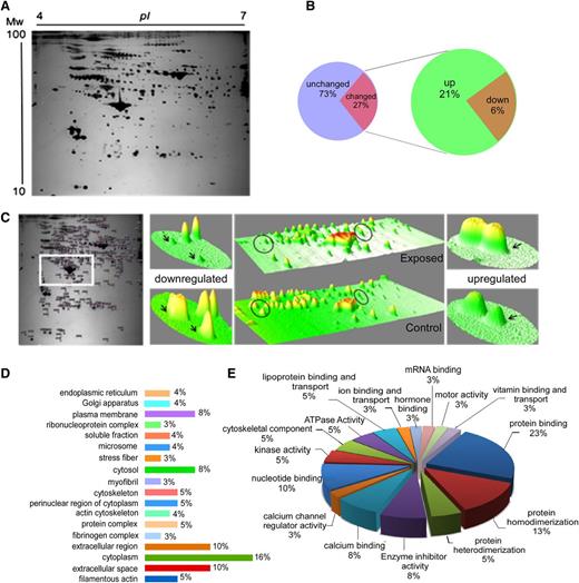 Figure 4. Platelet proteome analysis from control and exposed rats. Platelets were isolated from both control and hypoxia-exposed animals, and total platelet protein was prepared for platelet proteome analysis. Each protein lysate was subjected first to isoelectric focusing, followed by sodium dodecyl sulfate-polyacrylamide gel electrophoresis in the second dimension, as described in the supplemental Methods. The differentially expressed proteins were identified using matrix-assisted laser desorption-ionization time-of-flight mass spectrometry. (A) Representative 2-dimensional gel electrophoresis (2DE) gel image of platelet proteome (4-7 pI range, 13 cm). (B) The pie chart of platelet protein features from 2DE gel after differential analysis of gel images by Progenesis SameSpots software shows that 27% of platelet protein features in range of pH 4 to 7 were altered in hypoxia-exposed platelets. (C) A typical heat map of a selected portion from 2DE gels showing representative differential spots in 3 dimensions, prepared using ImageJ software. (D-E) Bioinformatic analysis of identified proteins was performed with the GeneCodis Web tool (http://genecodis.cnb.csic.es). (D) Gene Ontology cellular compartment analysis and (E) Gene Ontology molecular function analysis. See the supplemental Methods for details.