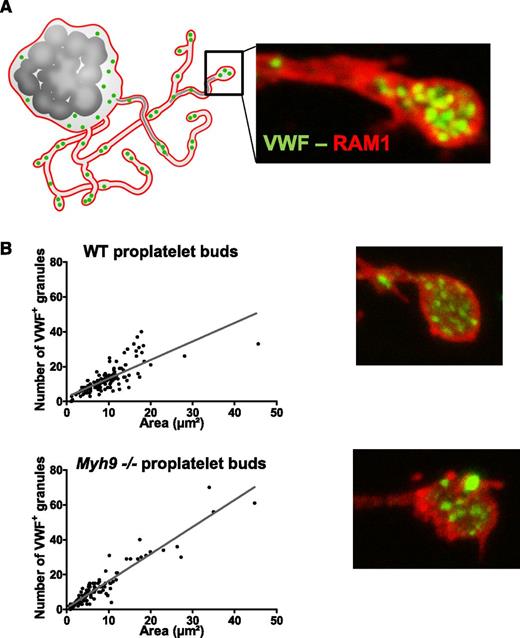 Figure 3. Granule distribution in proplatelet buds. (A) Cultured MKs bearing proplatelets were imaged after immunolabeling with anti-GPIbβ (red, RAM1) and anti-VWF antibodies (green). (B) Quantification of the number of VWF-positive granules (green labeling) per proplatelet bud as a function of the bud size. n = 123 proplatelet buds for WT cells, n = 115 proplatelet buds for Myh9−/− cells, in 3 separate cultures. The variances in the point distribution were not statistically different.