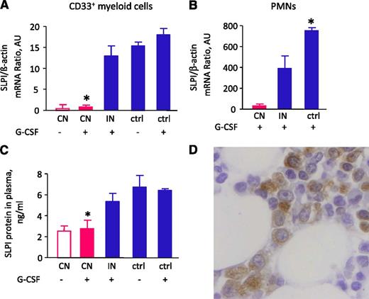 Figure 1. SLPI mRNA expression in myeloid cells and PMNs and SLPI protein levels in plasma are severely downregulated in patients with CN. (A) SLPI mRNA expression in BM CD33+ cells of studied groups treated and untreated with G-CSF. CN, severe congenital neutropenia; IN, idiopathic neutropenia; ctrl, healthy control. SLPI mRNA expression, normalized to β-actin and presented as arbitrary units (AUs), was measured by qRT-PCR; data represent mean ± standard deviation (SD) of triplicates. (B) SLPI mRNA expression in PMNs from studied groups treated with G-CSF. SLPI mRNA expression is normalized to that of β-actin and presented in AUs; data represent mean ± SD measured in triplicate (*P < .05; **P < .01). (C) SLPI plasma levels were measured in healthy volunteers and the groups of patients indicated above using SLPI-specific ELISA. Data represent mean ± SD and are derived from 2 independent experiments, each in triplicate (*P < .05). (D) Representative micrograph of a BM section from a healthy individual showing immunostaining for SLPI (brown) and counterstaining with hematoxylin (blue). The image shows that myeloid cells express SLPI protein.