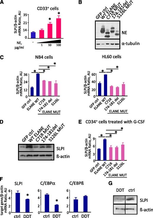 Figure 2. NE regulates SLPI expression levels. (A) SLPI mRNA expression in BM CD33+ cells isolated from healthy individuals untreated (−) or treated with 1, 10, and 100 μg/mL of human purified neutrophils NE. SLPI mRNA expression, normalized to that of β-actin and expressed in arbitrary units (AUs), was measured by qRT-PCR; data are mean ± SD of triplicates (*P < .05). (B) Representative western blot images showing NE protein expression in total lysates from NB4 cells transduced with control (ctrl) cDNA, WT ELANE cDNA, or ELANE mutant cDNA. α-Tubulin staining was used as a loading control. (C) β-Actin–normalized SLPI mRNA expression, in arbitrary units (AU), in NB4 and HL-60 cell lines transduced with control, WT ELANE, or ELANE mutant cDNA, was measured by qRT-PCR; data represent mean ± SD of triplicates (*P < .05 vs control lv samples). (D) Western blot analysis of SLPI expression in NB4 cells transduced with control cDNA, WT ELANE cDNA, or ELANE mutant cDNA. β-Actin was used as a loading control. Representative images are depicted. (E) SLPI mRNA expression in CD34+ cells transduced with control, WT ELANE, or ELANE mutant cDNA and treated with G-CSF. mRNA expression, normalized to that of β-actin and presented in AUs, was measured by qRT-PCR; data represent means ± SDs of triplicates (*P < .05). (F) NB4 cells were untreated (ctrl) or treated with 2 mM of DDT for 4 hours. mRNA expression of indicated genes, normalized to that of β-actin and presented in AUs, was measured by qRT-PCR; data represent mean ± SD of triplicates (*P < .05). (G) Representative western blot images showing SLPI protein expression in total lysates from NB4 cells untreated (ctrl) or treated with DDT for 4 hours. β-Actin staining was used as a loading control.