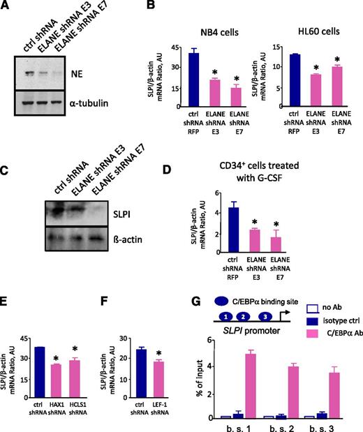 Figure 3. Inhibition of NE leads to diminished levels of SLPI. (A-D) The leukemia cell lines NB4 and HL-60 and BM CD34+ cells were transduced with lentiviral constructs of 2 different ELANE-specific RFP-tagged shRNAs (ELANE shRNA E3 and ELANE shRNA E7) or with irrelevant shRNA (ctrl shRNA). On day 4 of culture, RFP+ cells were sorted and analyzed. (A) Representative western blot images showing NE protein expression in total lysates from NB4 cells transduced with shRNA constructs, as indicated above. α-Tubulin staining was used as a loading control. (B) β-Actin–normalized SLPI mRNA expression, in arbitrary units (AUs), in NB4 and HL-60 cell lines transduced with 2 different ELANE-specific shRNAs (ELANE shRNA E3 and ELANE shRNA E7) or with irrelevant shRNA (ctrl shRNA) was measured by qRT-PCR; data represent mean ± SD of triplicates (*P < .05 vs control lv samples). (C) Representative western blot images of SLPI in NB4 cells transduced with shRNA constructs, as indicated above. β-Actin was used as a loading control. (D) β-Actin–normalized SLPI mRNA expression, in AUs, in BM CD34+ cells transduced with 2 different ELANE-specific shRNAs (ELANE shRNA E3 and ELANE shRNA E7) or with irrelevant shRNA (ctrl shRNA) was measured by qRT-PCR; data represent mean ± SD of triplicates (*P < .05 vs control lv samples). (E) SLPI mRNA expression in NB4 cells, transduced with HAX- or HCLS1-specific shRNAs or with irrelevant shRNA (ctrl shRNA). mRNA expression, normalized to that of β-actin and presented in AUs, was measured by qRT-PCR; data represent mean ± SD of triplicates (*P < .05). (F) β-Actin–normalized SLPI mRNA expression, in AUs, in the NB4 cell line, transduced with LEF-1–specific shRNA or irrelevant shRNA (ctrl shRNA) was measured by qRT-PCR; data represent mean ± SD of triplicates (*P < .05 vs control lv samples). (G) Three LEF-1 binding sites on the promoter (blue ovals) were mapped to the region of the SLPI promoter using in silico analysis. Quantitative ChIP assay of nuclear extracts of NB4 cells and PCR products were amplified using qRT-PCR with primer pairs flanking the C/EBPα binding sites (b. s. 1; b. s. 2; b. s. 3) of the SLPI promoter to assess C/EBPα binding to the SLPI promoter. Ab, antibody; C/EBPα, ChIP with anti-C/EBPα antibody; isotype, isotype antibody control. Bar graphs represent % of ChIP to input chromatin of target regions. Data are mean ± SD derived from 2 independent experiments.