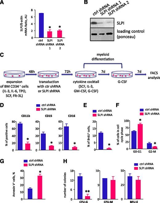 Figure 4. SLPI is essential for granulocytic differentiation in vitro. CD34+ BM cells were transduced with lentiviral constructs of 2 different SLPI-specific RFP-tagged shRNAs (SLPI shRNA 1 and SLPI shRNA 2) or with irrelevant shRNA (ctrl shRNA). On day 4 of culture, RFP+ cells were sorted and in vitro granulocytic differentiation was tested. (A) β-Actin-normalized SLPI mRNA expression, in arbitrary units (AUs), in sorted RFP+ NB4 cells transduced with shRNA constructs as indicated above was measured by qRT-PCR; data represent mean ± SD of triplicates (*P < .05 vs control lv samples). (B) Representative western blot images showing SLPI protein expression in total lysates from RFP+ cells transduced with shRNA constructs as indicated above. Ponceau staining is depicted as a loading control. (C-D) Granulocytic differentiation of transduced CD34+ cells was tested using a liquid culture method. The percentage of CD11b+, CD15+, and CD16+ cells in the RFP+ cell population on day 14 of culture is presented. Data represent mean ± SD of triplicates of the median of 2 different SLPI shRNAs (SLPI shRNA1 and SLPI shRNA2) (*P < .05). (E-F) CD34+ BM cells, transduced with SLPI-specific or control-GFP–tagged shRNA constructs, were labeled with BrdU for 30 minutes, after which the percentage of BrdU+ cells (E) and cell-cycle profile (F) were assessed using a BrdU Flow Kit and FACS analysis, respectively. Data represent the median of 2 different samples of cells transduced with either SLPI-specific shRNA 1 or shRNA 2 (mean ± SD of triplicates of 3 experiments; *P < .05). (G) The apoptosis of CD34+ BM cells, transduced with SLPI-specific or control-GFP–tagged shRNA, was quantified by flow cytometry using an annexin V apoptosis detection kit. Data are expressed as the percentage of annexin V+ cells in the GFP+ cell population. Data represent the median of 2 different samples of cells transduced with either SLPI-specific shRNA 1 or shRNA 2 (mean ± SD of triplicates of 3 experiments; *P < .05). (H) CD34+ cells from healthy individuals (n = 3) were transduced with SLPI-specific or control-GFP–tagged shRNA lentiviral constructs, and GFP+ cells were sorted on day 4 of culture. The indicated CFU assays were performed. Data are mean ± SD and are derived from 2 independent experiments, each in duplicate (**P < .01).
