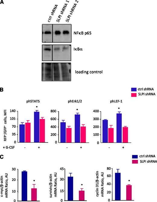 Figure 5. SLPI is involved in signal transduction pathways. (A) NB4 cells were transduced with SLPI-specific or control-RFP–tagged shRNA. RFP+ cells were sorted and treated with ATRA for 2 days. Representative western blot images showing total NF-κB p65 and IκBα proteins. Ponceau was used as a loading control. (B) BM CD34+ cells were transduced with SLPI-specific or control-RFP–tagged shRNA, RFP+ cells were sorted and treated or not with 10 ng/mL of G-CSF for 10 minutes; phospho-ERK1/2, phospho-STAT5, and phospho–LEF-1 proteins were quantified using intracellular staining with appropriate antibody and FACS analysis. Mean fluorescence intensity of phospho-ERK1/2, phospho-STAT5, and phospho–LEF-1 proteins in RFP+ cell population is presented. Data are mean ± SD and are derived from 2 independent experiments, each in duplicate (*P < .05). (C) c-Myc, survivin, and cyclin D1 mRNA expression in NB4 cells transduced with shRNA constructs and treated with ATRA as indicated in panel A. c-Myc, survivin, and cyclin D1 mRNA expression, normalized to that of β-actin and presented in arbitrary units (AUs), was measured by qRT-PCR; data represent mean ± SD of triplicates.