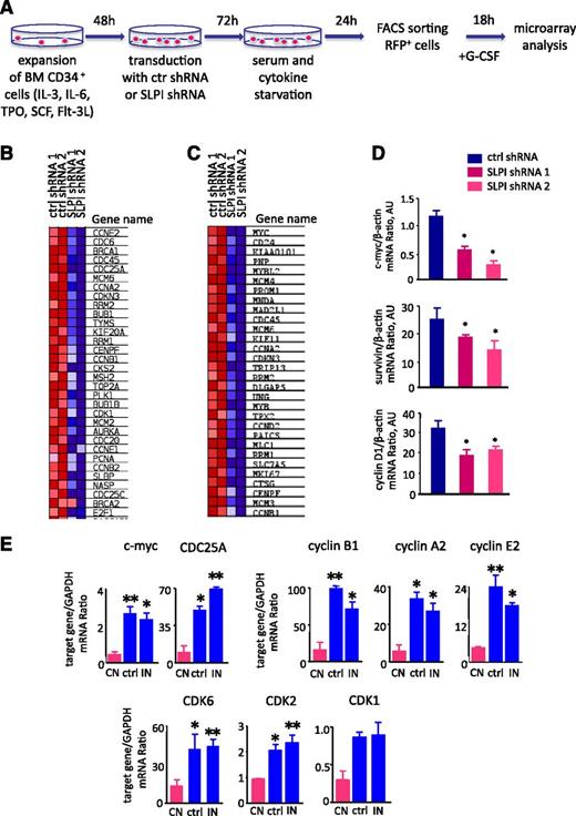 Figure 6. SLPI is involved in a cell-cycle regulatory network. (A) Schematic diagram of the experimental design. BM CD34+ cells were transduced with SLPI-specific or control-RFP–tagged shRNA constructs and serum-starved for 24 hours. RFP+ cells were sorted, treated with G-CSF for 18 hours, and lysed in RNA lysis buffer. RNA from sorted cells was isolated and used for microarray analysis with Affymetrix GeneChip microarrays (Gene Expression Omnibus accession number GSE53353, National Center for Biotechnology Information tracking system number 16934073). (B-C) Microarray data were processed using GSEA software. Heatmaps show differences in mRNA expression of target genes involved in a cell regulatory network (B) and the c-Myc signaling pathway (C) in SLPI-deficient CD34+ cells compared with control-shRNA–transduced cells treated with G-CSF. Upregulation of mRNA expression is shown in red and downregulation in blue. (D) c-Myc, survivin, and cyclin D1 mRNA expression in CD34+ cells transduced with shRNA constructs as indicated in panel A and treated with G-CSF. c-Myc, survivin, and cyclin D1 mRNA expression, normalized to that of β-actin and presented in arbitrary units (AUs), was measured by qRT-PCR; data represent mean ± SD of triplicates. (E) Expression of c-Myc, CDC25, cyclin B, cyclin D1, cyclin E2, and CDK6, CDK3, CDK4 mRNA in BM CD33+ myeloid cells of studied groups. CN, severe congenital neutropenia; ctrl, control; IN, idiopathic neutropenia. mRNA expression of indicated above target genes, normalized to that of GAPDH and presented in AUs, was measured by qRT-PCR; data represent mean ± SD of triplicates (*P < .05; **P < .01).