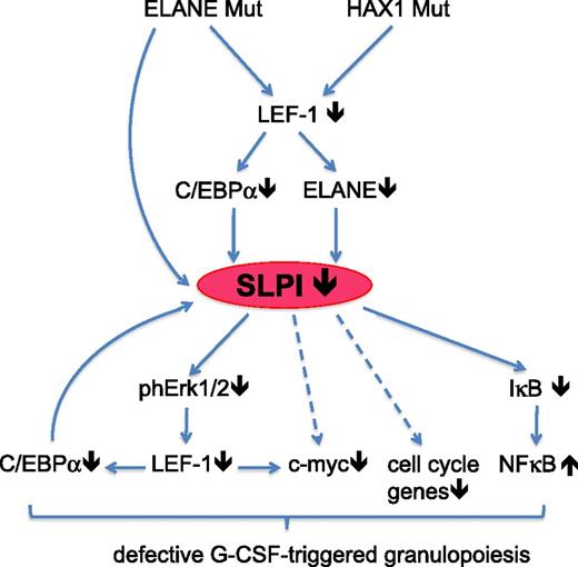 Figure 7. Proposed model of the abrogated granulopoiesis in CN patients due to the diminished SLPI levels. In CN patients harboring ELANE or HAX1 mutations, expression of LEF-1 transcription factor is severely downregulated. This resulted in the diminished expression of LEF-1 target genes, including ELANE and C/EBPα. Both decreased ELANE levels and mutated ELANE failed to induce SLPI, which is normally activated by wild-type ELANE. Low SLPI expression causes abrogated G-CSF–triggered phosphorylation of ERK1/2, phosphorylation and activation of LEF-1 transcription factor, c-Myc–triggered proliferation, and activation of cell-cycle genes. Expression of the myeloid-specific target gene of LEF-1, C/EBPα, is diminished and C/EBPα failed to activate the SLPI promoter. NF-κB signaling is also dysregulated. These pathological intracellular events ultimately lead to the defective granulocytic differentiation of hematopoietic cells in CN patients.