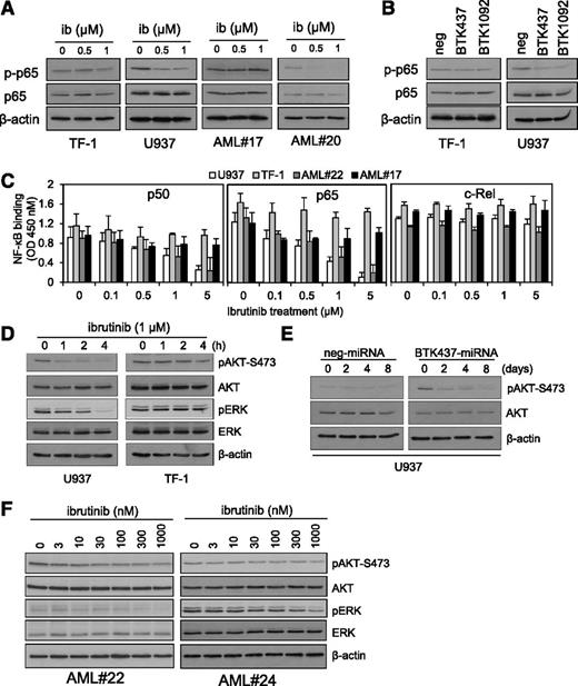 Figure 5. AKT, ERK, and NF-κB activity in AML cells is augmented by BTK inhibition. (A) AML cell lines and AML blasts were treated with 0.5 and 1 µM of ibrutinib for 8 hours and then whole-cell extracts were prepared and western blot analysis was conducted for p-p65, p65, and β-actin protein levels. (B) AML cell lines (TF-1 and U937) were transduced with BTK-targeted miRNA GFP-tagged lentiviral constructs (BTK437 and BTK1092) as well as negative control. Protein extracts were also obtained and western blot analysis was conducted for p-p65 and β-actin protein levels. (C) AML cell lines and AML blasts were treated with 0.1 to 5 µM of ibrutinib for 8 hours, and nuclear extracts were prepared and an NF-κB binding assay was performed for p50, p65, and c-Rel. (D) AML cell lines were treated with 1 µM ibrutinib for various times and then whole cell extracts were obtained. Western blot analysis was conducted for p-AKT-S473, total AKT, p-ERK and total ERK, and β-actin protein levels. (E) U937 lines were transduced with miRNA GFP-tagged lentiviral constructs (Neg-miRNA and BTK437-miRNA) for up to 8 days. Whole-cell extracts were prepared and western blot analysis was conducted for p-AKT-S473, total AKT, and β-actin protein levels. (F) Primary AML cell lines (AML #22 and AML #24) were treated with 3 to 1000 nM of ibrutinib for 8 hours. Whole-cell extracts were prepared and western blot analysis was conducted for p-AKT-S473, total AKT, p-ERK and total ERK, and β-actin protein levels.