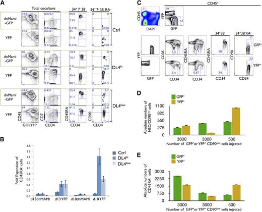 Figure 3. In vitro, but not in vivo, expansion of HSCs is Notch dependent. (A) Freshly sorted HSCs were transduced with dnMaml-GFP or control YFP-only retroviral constructs, and sorted on day 6 posttransduction as GFP+ and YFP+ cells, cultured on OP9-Ctrl, -DL4hi -DL4low cells for 2 weeks. Cultures were analyzed by flow cytometry for the expression of the indicated markers as shown for total coculture. Cells gated as GFP+ or YFP+CD34+CD7−CD38− were further analyzed for the expression of CD45RA (34+7−38−). Additionally, CD45RA− gated cells were analyzed for the expression of CD90 (34+7−38−RA−). Numbers within each plot indicate the percentage of cells in the indicated gates or quadrants. Representative plots from at least 3 independent experiments are shown. (B) Cellular fold expansion of CD45RA− cells (5-10 × 103) is shown for the indicated coculture conditions at day 13 or 18 of culture relative to the start of coculture (ie, following the initial 7-day retroviral transduction period). Bar graphs show mean and SE of 4 independent experiments. (C) Freshly sorted HSCs were transduced with dnMaml-GFP or control YFP-only lentiviral constructs, and sorted on day 3 posttransduction as GFP+ or YFP+ CD34+CD7−CD38−CD90low (CD90low) cells. Equal numbers of transduced GFP+ or YFP+ CD90low cells were coinjected into sublethally irradiated NSG neonatal mice, and after 10 weeks, cells from the BM were analyzed by flow cytometry for the indicated markers. (C) Top rows indicate the frequency of donor cells in BM (CD45+) and expression of GFP and YFP is shown for CD45+-gated cells. Bottom rows show GFP+ and YFP+ gated cells as indicated. Numbers within each plot indicate the percentage of cells in the indicated gates or quadrants. (D) Absolute numbers of donor-derived CD90low cells and (E) CD45RA− cells from the BM of host mice, as in panel C. A representative experiment is shown, from 3 reconstituted mice.