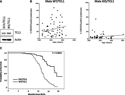 Figure 2. Kinase-functional BTK is necessary for the development and expansion of TCL1 leukemia. (A) TCL1 protein expression is retained after the cross with the XID mouse. Splenic lymphocytes from a pool of 3 1-month-old female XID/TCL1 mice and 1-month-old female B6/TCL1 mice were purified and B cell selected using the EasySep Mouse B Cell Enrichment Kit (Stem Cell Technologies) and then lysed; 50 μg of protein from each mouse was used for western blot analysis of TCL1 protein expression. TCL1 is present in both the B6/TCL1 and the XID/TCL1 mice. (B) WT/TCL1 mice have a higher percentage of leukemic lymphocytes in the peripheral blood compared with XID/TCL1 mice. Peripheral blood flow cytometry for CD5 and CD19 was performed on 59 WT/TCL1 and 61 XID/TCL1 mice. XID/TCL1 mice had a lower percentage of leukemic CD5/CD19 coexpressing cells than did WT/TCL1 mice. (C) OS is improved for XID/TCL1 mice compared with WT/TCL1 mice. All male XID/TCL1 and WT/TCL1 mice born within a 1-year time period, which included 65 XID/TCL1 and 78 WT/TCL1 mice, were followed for survival. OS is significantly prolonged in the XID/TCL1 cohort (P < .0001).