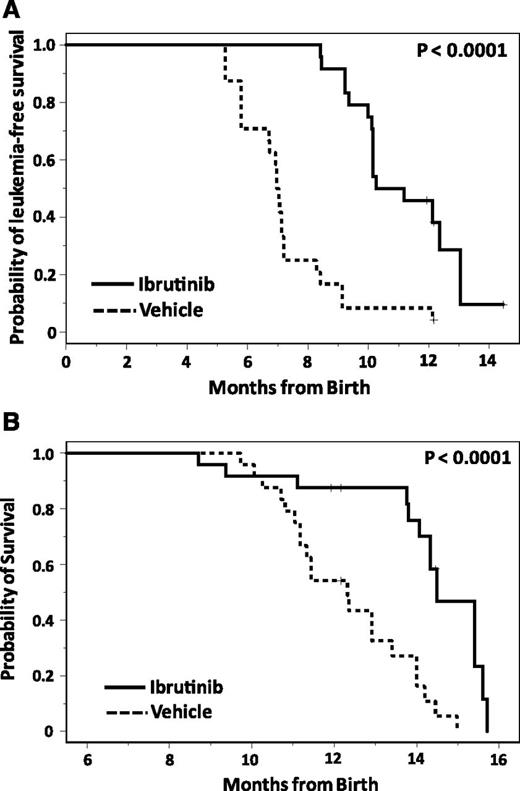 Figure 4. Ibrutinib improves outcomes in continuously-treated TCL1 mice. (A) Continuous administration of ibrutinib inhibits the development of CLL in TCL1 mice. TCL1 mice were randomized at 1 month of age to treatment with vehicle drinking water (n = 24) or ibrutinib drinking water (n = 24), and monitored for leukemia development by monthly peripheral blood flow cytometry. Ibrutinib significantly impairs leukemia development (P < .0001). (B) Continuous administration of ibrutinib improves survival in TCL1 mice. TCL1 mice were randomized at 1 month of age to treatment with vehicle drinking water (n = 24) or ibrutinib drinking water (n = 24) and followed for survival. Survival was significantly improved by ibrutinib administration compared with vehicle (P < .0001).